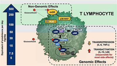 The Use of Glucocorticoids in Lupus Nephritis: New Pathways for an Old Drug